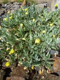 Pupalka missourská (Oenothera macrocarpa subsp incana)