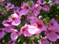 Ostruhatka Barbeřina (Diascia barberae)