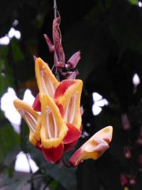Thunbergie mysorská (Thunbergia mysorensis)