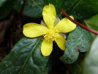 Hibbertie zubatá (Hibbertia dentata)
