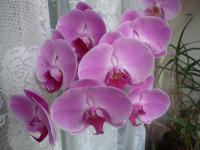 Falenopsis (Phalaenopsis)