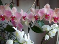 Falenopsis (Phalaenopsis)