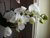 Falenopsis (Phalaenopsis)