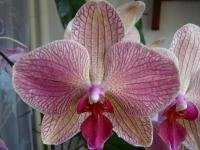 Falenopsis (Phalaenopsis)