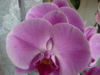 Falenopsis (Phalaenopsis)