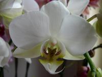 Falenopsis (Phalaenopsis)