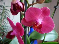 Falenopsis (Phalaenopsis)