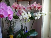 Falenopsis (Phalaenopsis)