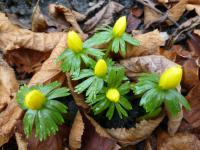Talovín zimní (Eranthis hyemalis)