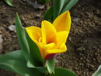 Tulipán Kaufmannův 'Stresa' (Tulipa kaufmanniana)