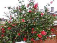 Štětkovec citronový (Callistemon citrinus)