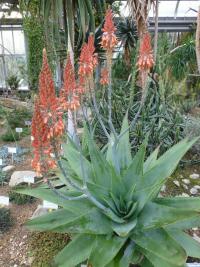 Aloe (Aloe percrassa)
