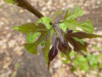 Papírovník Kazinockého - mladý list (Broussonetia kazinoki)