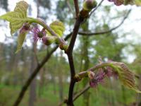 Papírovník Kazinockého - mladý list a květ (Broussonetia kazinoki)