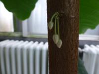 Kakaovník pravý (Theobroma cacao)