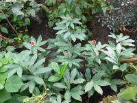 Kostus (Costus barbatus)