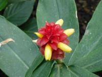 Kostus (Costus barbatus)