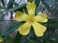Hibbertie (Hibbertia cuneifolia)