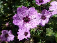 Kakost sivý 'Ballerina' (Geranium cinereum)