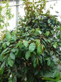 Zlatolist (Chrysophyllum cainito)