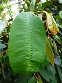 Zlatolist (Chrysophyllum cainito)