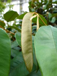 Zlatolist (Chrysophyllum cainito)