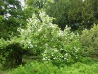 Hroznovec hroznatý (Exochorda grandiflora)