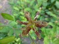 Liliovka (Tricyrtis puberula)