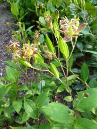 Liliovka (Tricyrtis puberula)