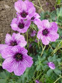Kakost sivý 'Laurence Flatman' (Geranium cinereum)