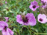 Kakost sivý 'Laurence Flatman' (Geranium cinereum)