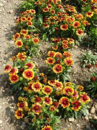 Kokarda osinatá 'Arizona Sun' (Gaillardia aristata)