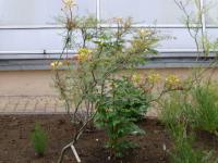 Sapan Gilliesův (Caesalpinia gilliesii)