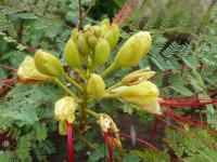 Sapan Gilliesův (Caesalpinia gilliesii)