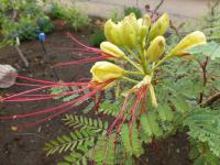 Sapan Gilliesův (Caesalpinia gilliesii)