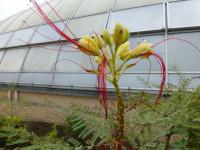Sapan Gilliesův (Caesalpinia gilliesii)