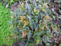 Begonie (Begonia serratipetala)