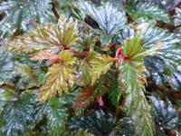 Begonie (Begonia serratipetala)