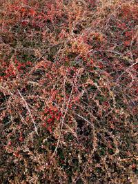 Skalník poléhavý (Cotoneaster procumbens)