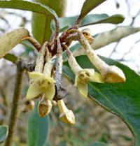 Hlošina pichlavá 'Webb' (Elaeagnus pungens)