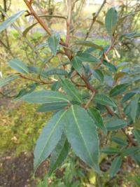 Hlošina pichlavá 'Webb' (Elaeagnus pungens)