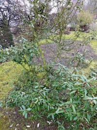 Hlošina pichlavá 'Webb' (Elaeagnus pungens)