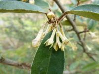 Hlošina pichlavá 'Webb' (Elaeagnus pungens)
