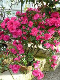 Pěnišník 'Mme Petrick' (Rhododendron simsii)