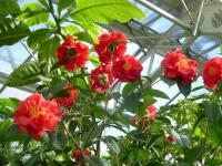 Kamélie síťovaná 'Dr Clifford Parks' (Camellia reticulata)