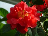 Kamélie síťovaná 'Dr Clifford Parks' (Camellia reticulata)