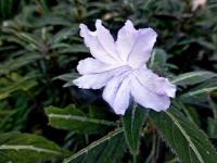 Ruéllie (Ruellia devosiana)