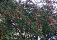 Skalník vrbolistý (Cotoneaster salicifolius)