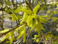 Forsythia x intermedia zlatice prostřední květy, květenství Forsythia x intermedia zlatice prostřední květy, květenství