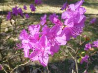 Pěnišník dahurský (Rhododendron dahuricum)